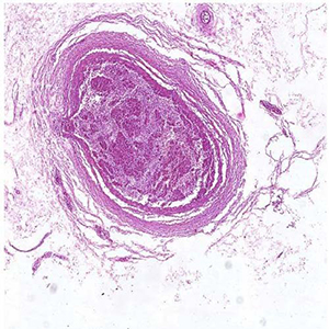 Microslide Basic Human Histology
